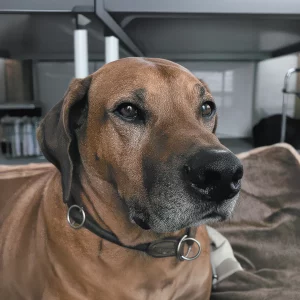 Hund